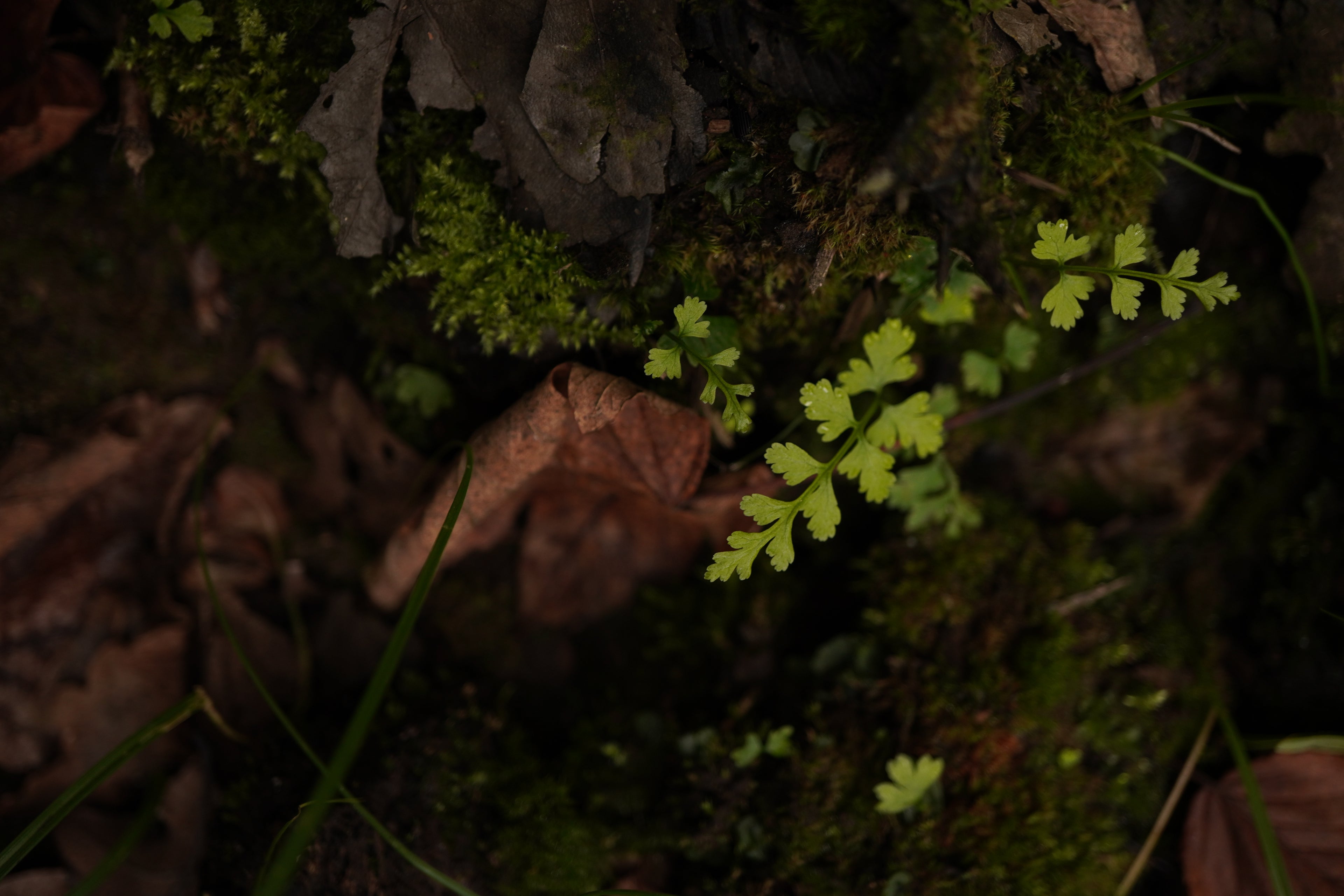 Load video: Macro forest footage showing moss, mushrooms, and leaves in soft light.